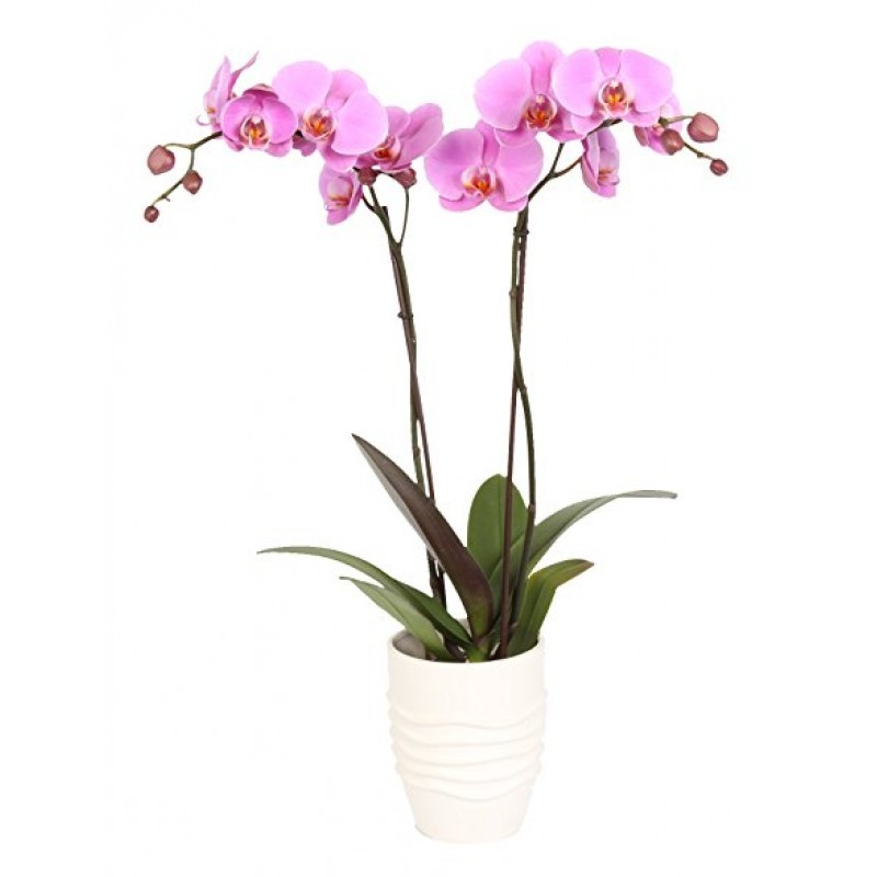 Orhidee Phalaenopsis cu 2 ramuri