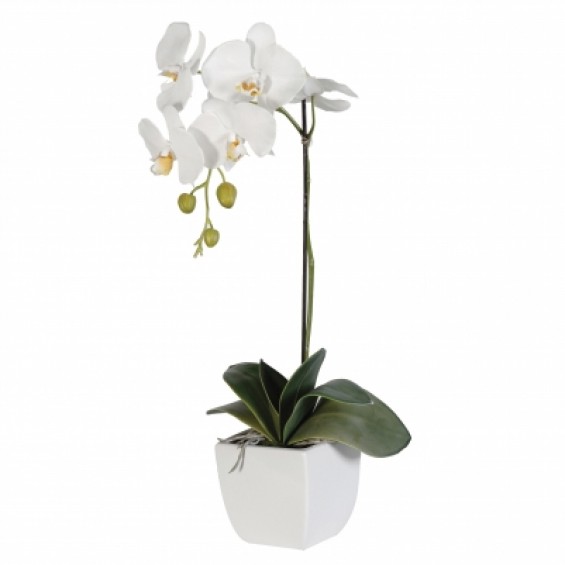 Orhidee Phalaenopsis cu 1 ramura
